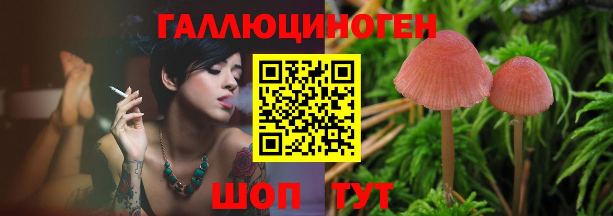 купить наркоту  Нефтекумск  Галлюциногенные грибы GOLDEN TEACHER 